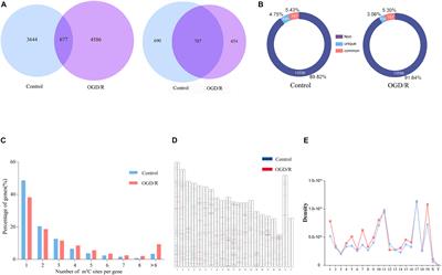 Alteration of mRNA 5-Methylcytosine Modification in Neurons After OGD/R and Potential Roles in Cell Stress Response and Apoptosis